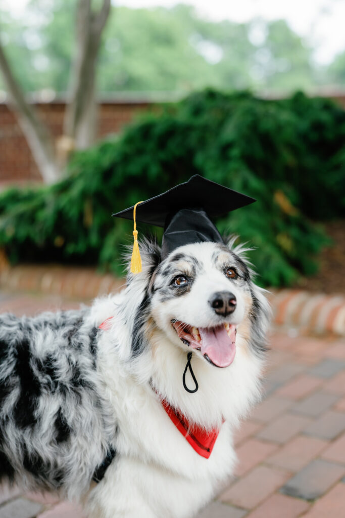 Dog wearing a graduation cap at the university of Maryland posing for a photo on McKeldin Mall